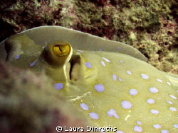 Blue spotted stingray eyes by Laura Dinraths 